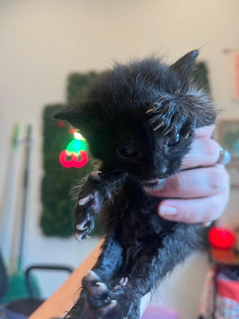 A baby medium-sized male Domestic Short Hair cat named Sharpie for adoption in Spring, TX