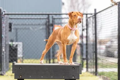 Auntie Anne thumbnail 3