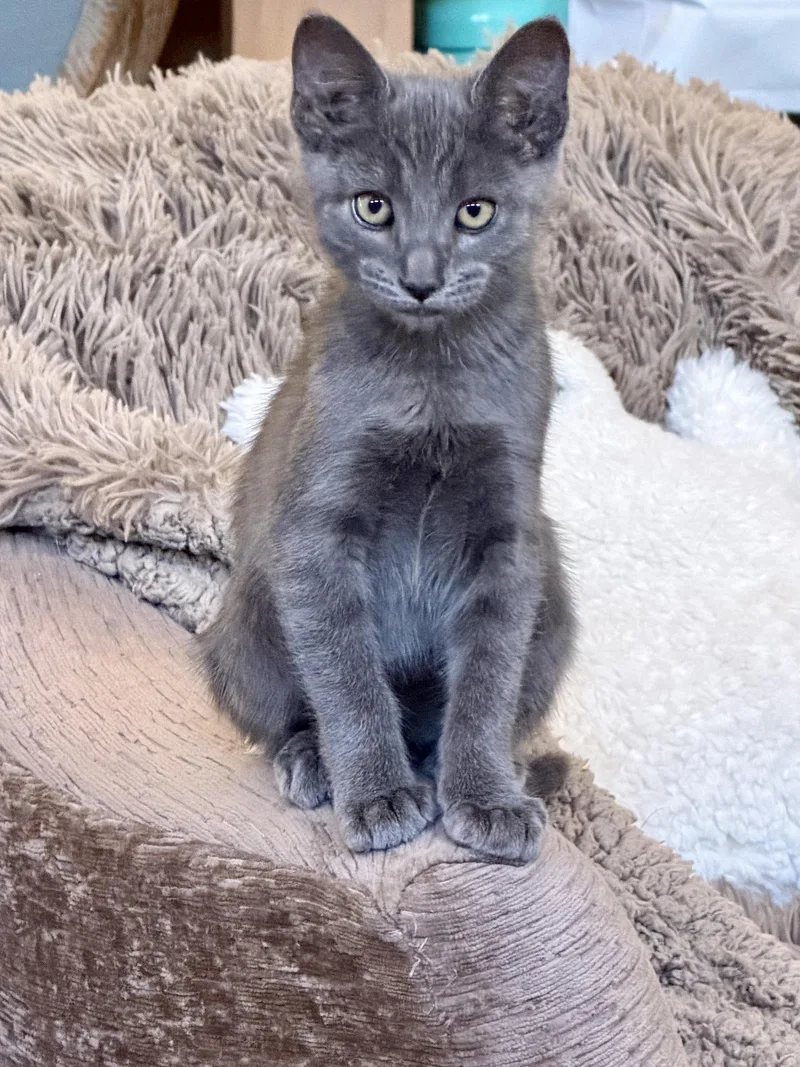 A young medium-sized male Gray / Blue / Silver Domestic Short Hair cat named El Niรฑo Litter for adoption in San Diego, CA