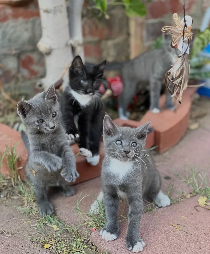 El Niño Litter thumbnail 2