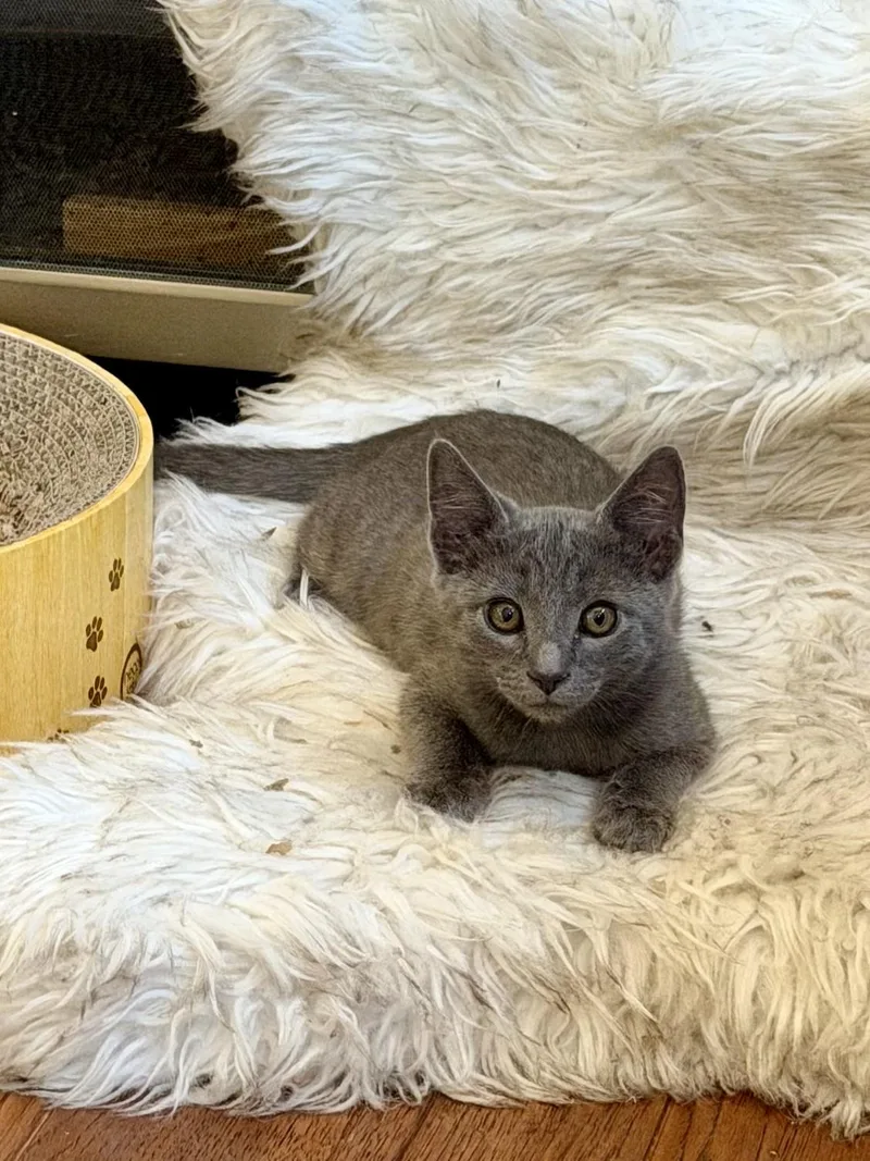 El Niño Litter thumbnail 3