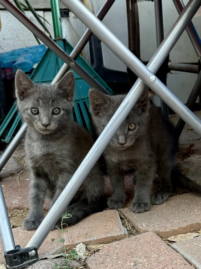 El Niño Litter thumbnail 5