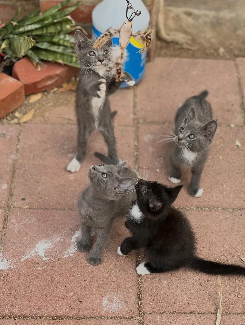 El Niño Litter thumbnail 6