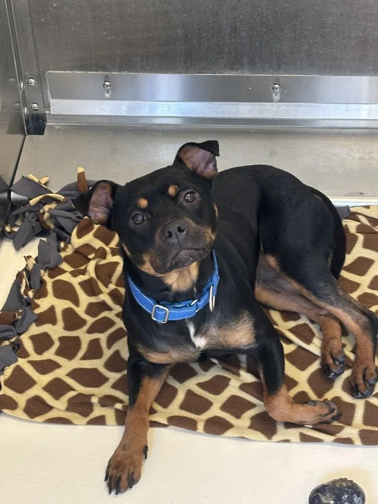 An adult medium-sized female Tricolor (Brown, Black, & White) Rottweiler dog named Prada for adoption in Kalamazoo, MI