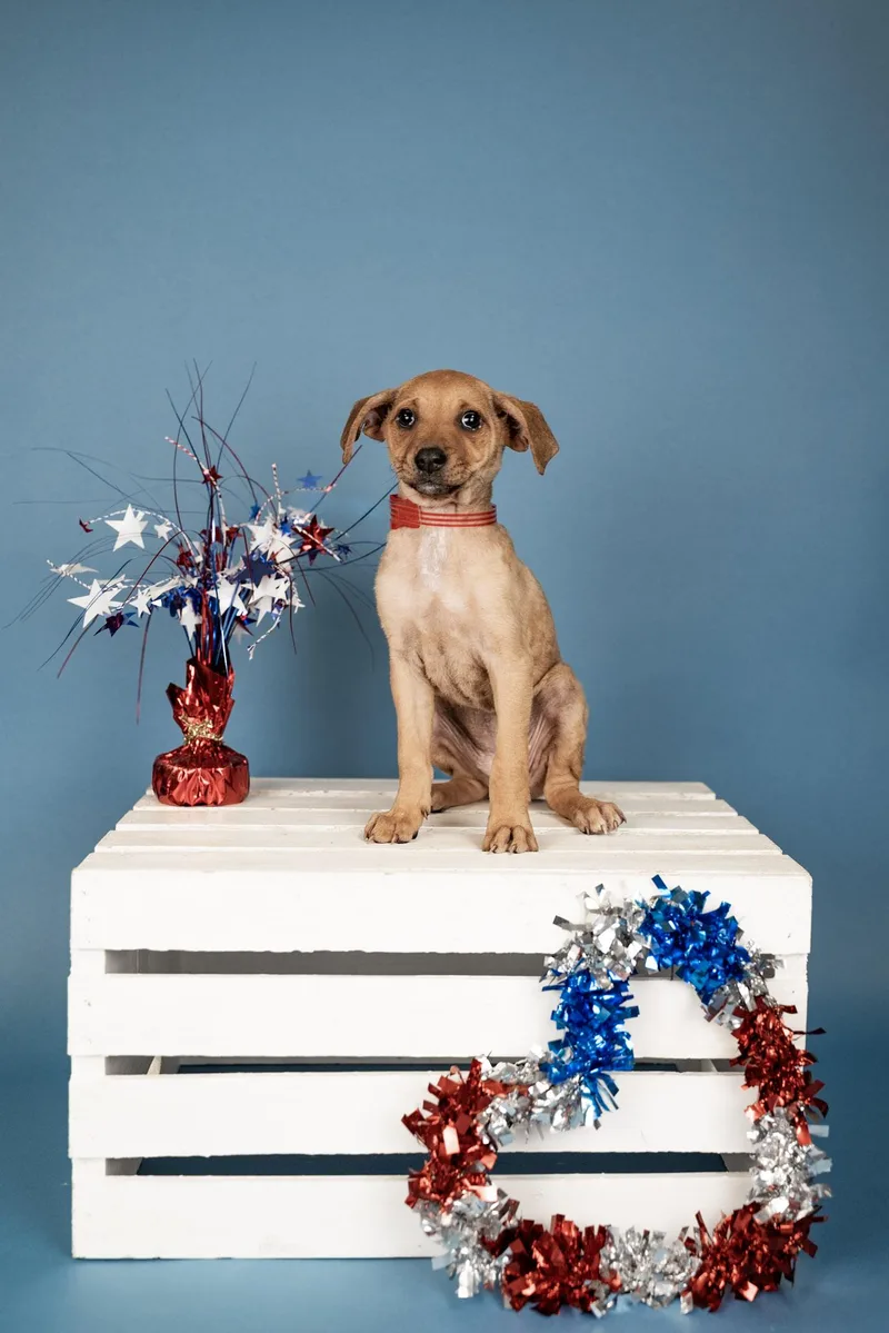 A baby medium-sized female Dachshund dog named 523-26 for adoption in Brighton, CO