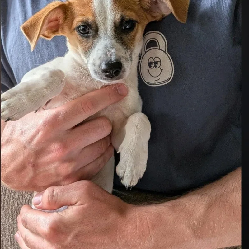 Paco