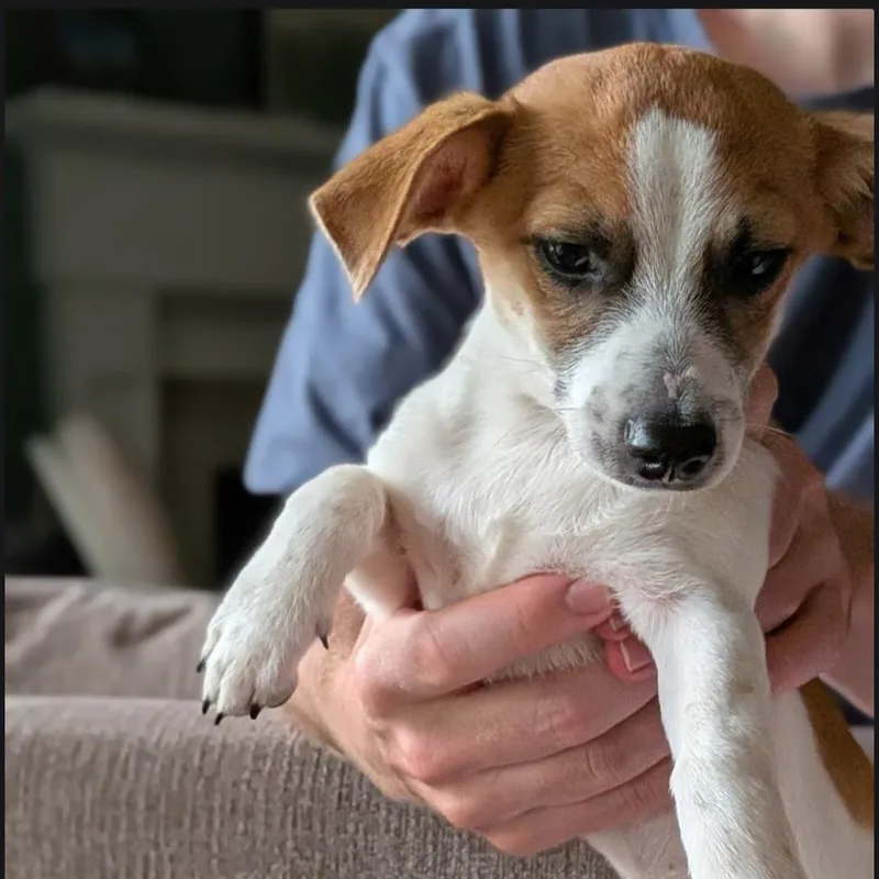 Paco thumbnail 2