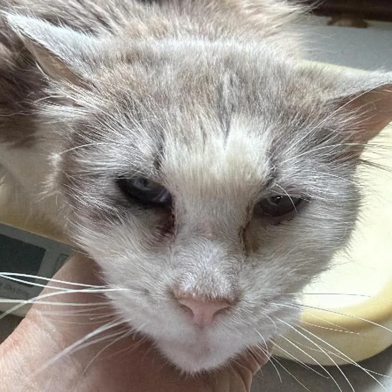 A senior medium-sized male Gray / Blue / Silver Domestic Long Hair cat named Dr. Monty for adoption in Granby, MO