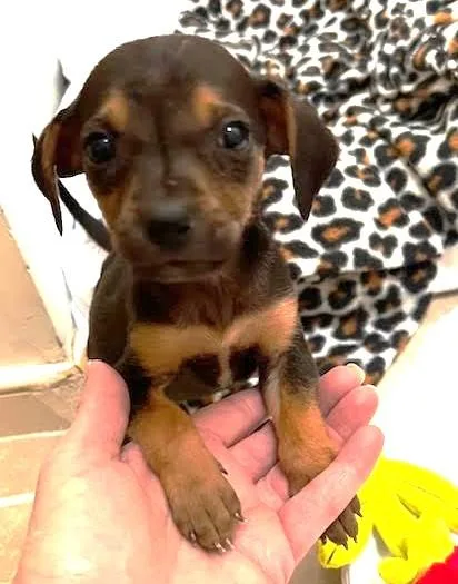 A baby small-sized male Black Chihuahua dog named Coachella for adoption in Midlothian, VA