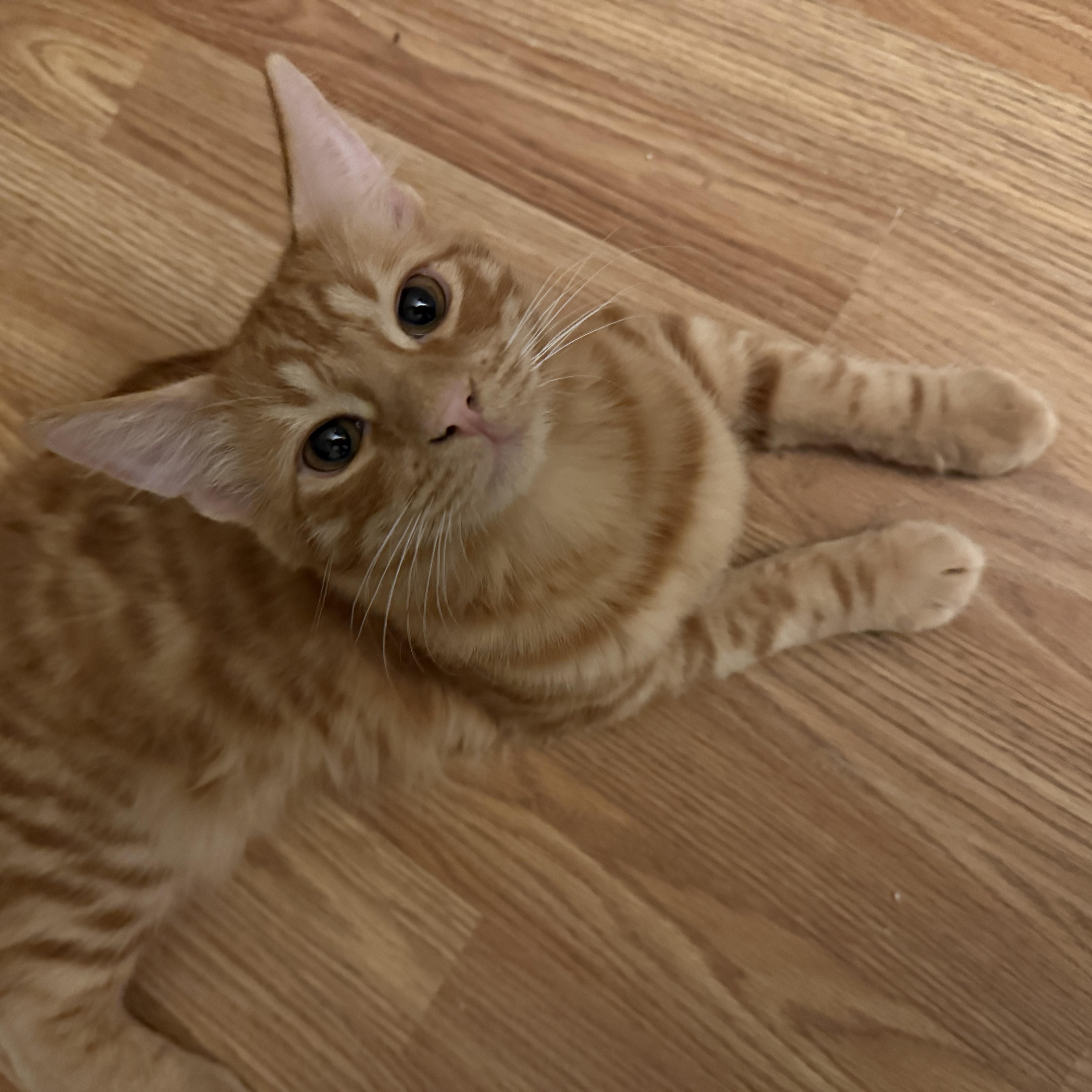 Mr. Whiskers