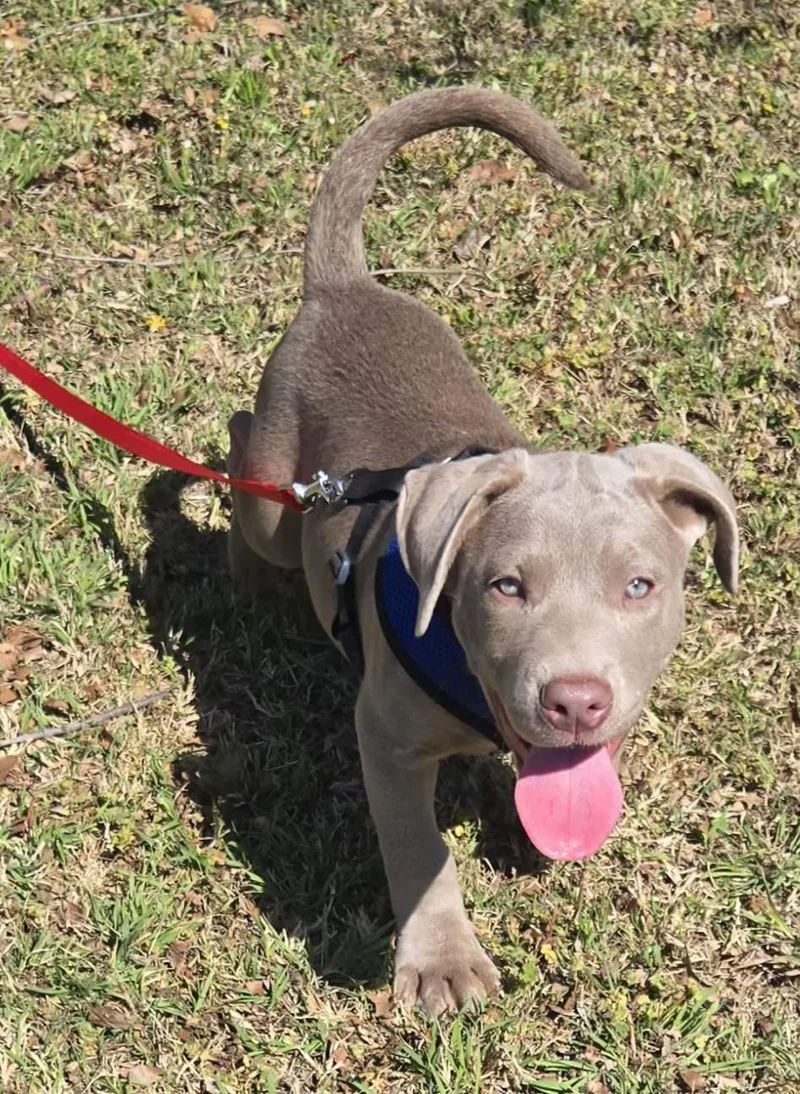 Candy   $ thumbnail 2