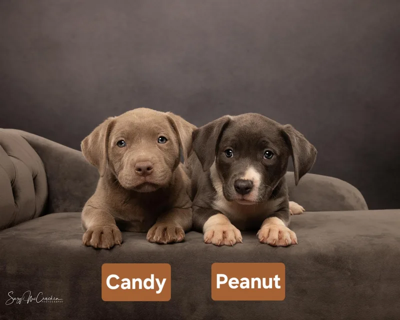 Candy   $ thumbnail 3