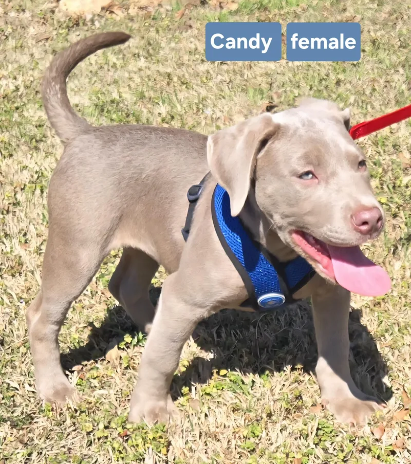 Candy   $ thumbnail 4