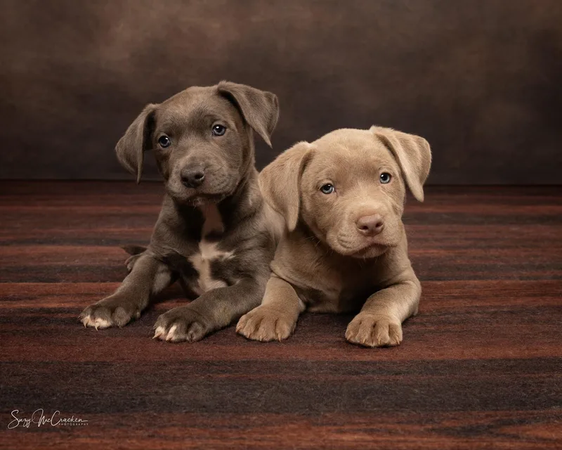 Candy   $ thumbnail 5