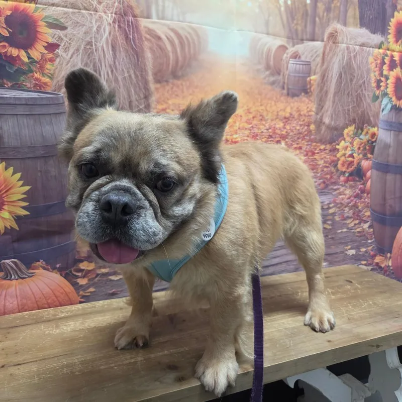 An adult medium-sized male French Bulldog dog named Emerson for adoption in Normal, IL