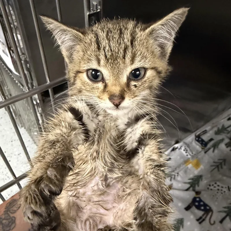 A baby small-sized male Brown / Chocolate Domestic Short Hair cat named Huey for adoption in Marion, VA