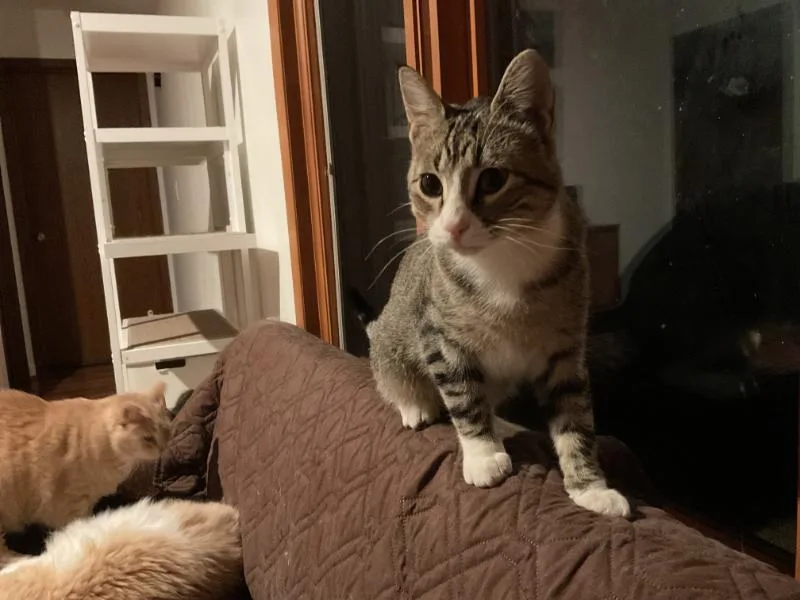 Jace & Jax thumbnail 5