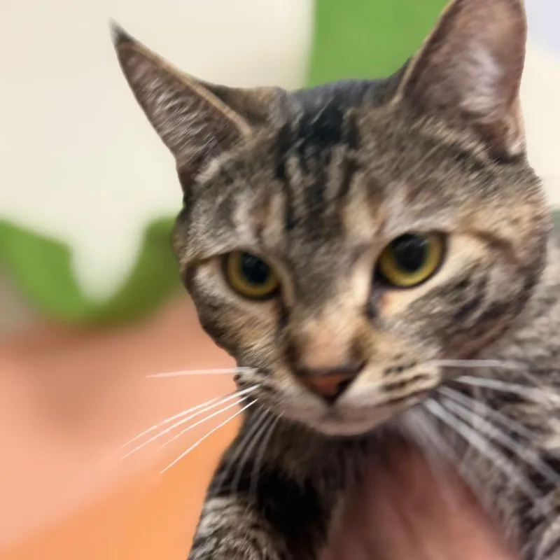 A young medium-sized female Gray / Blue / Silver Domestic Short Hair cat named Samba for adoption in Idaho Falls, ID