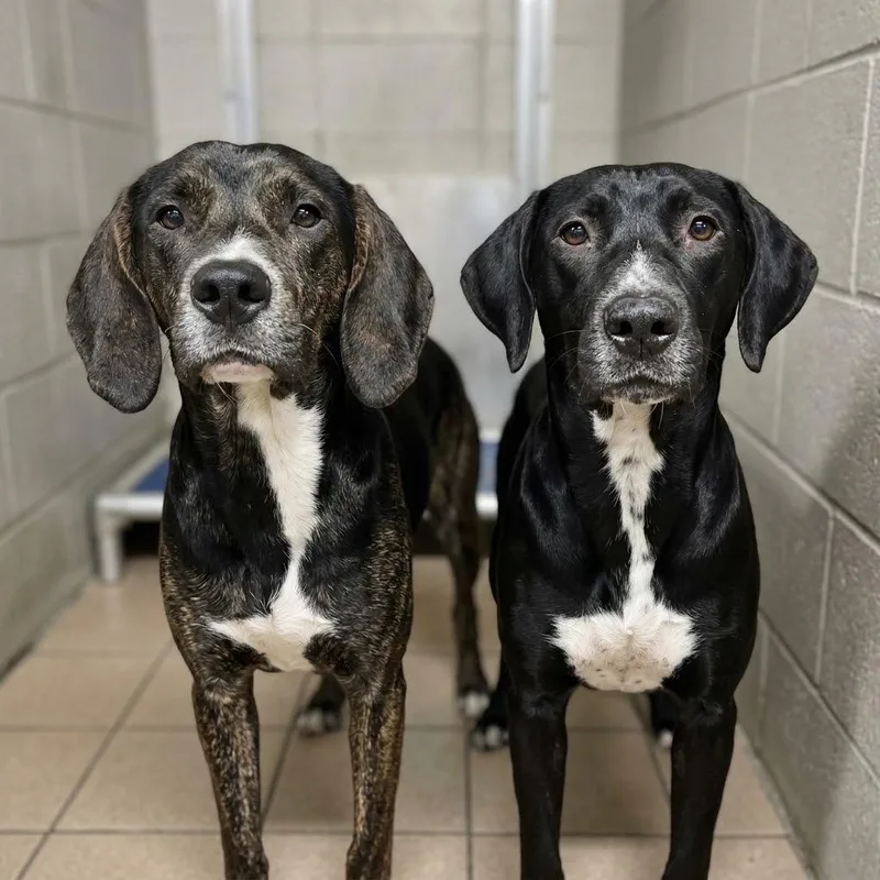 A young medium-sized male Hound dog named Cloudy for adoption in Gautier, MS