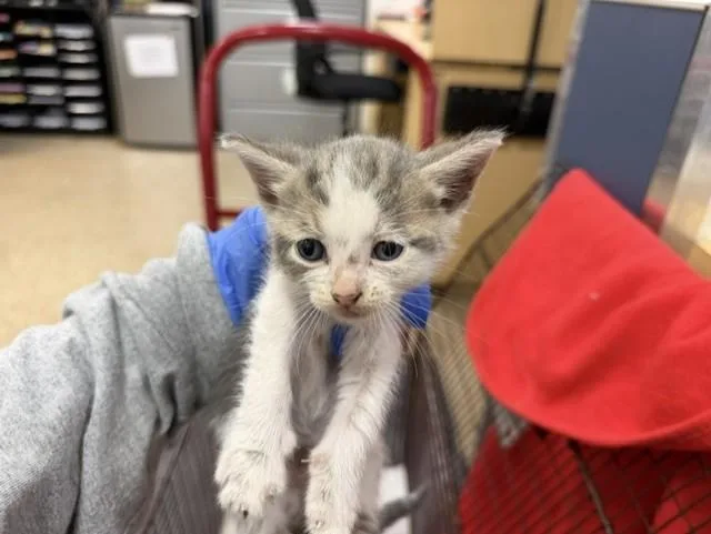 A baby small-sized male Domestic Short Hair cat named Zoodles for adoption in Miami, FL