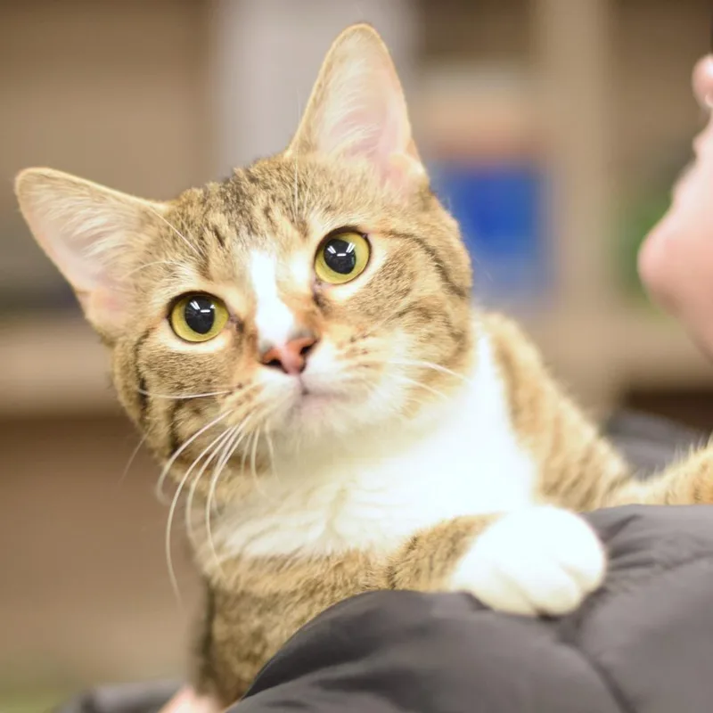 A young medium-sized female Brown / Chocolate Domestic Short Hair cat named Lil Girl for adoption in Belleville, IL