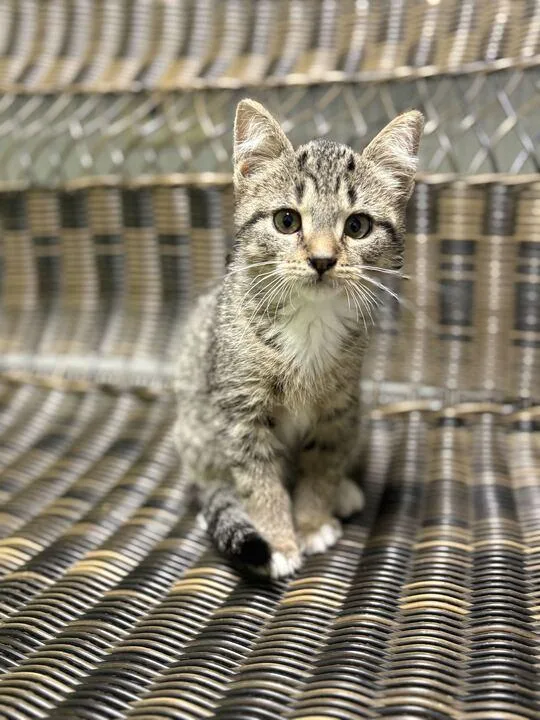 A baby small-sized male Domestic Short Hair cat named Mochi for adoption in Jackson, MI