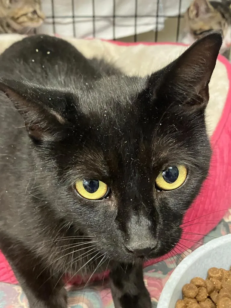 A young medium-sized female Domestic Short Hair cat named Kathy for adoption in Lunenburg, MA
