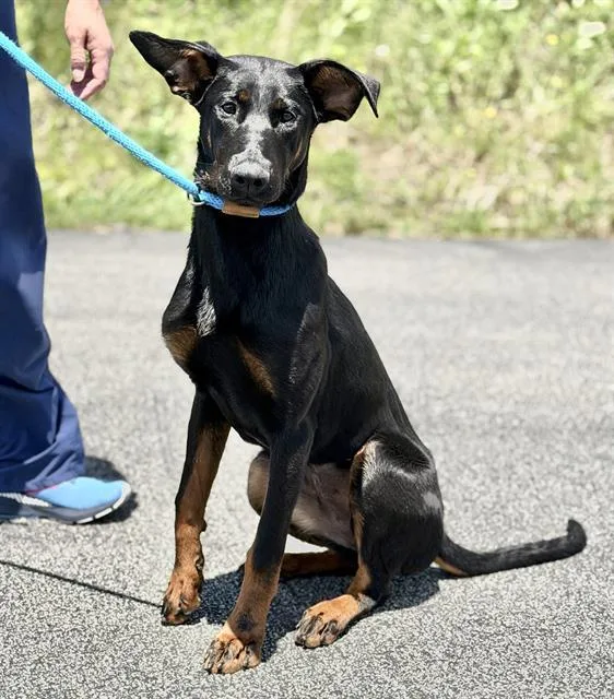 A young small-sized female German Shepherd Dog dog named Louise for adoption in Canfield, OH