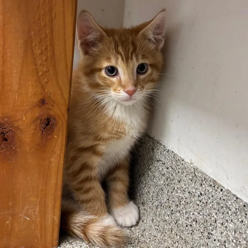 A baby small-sized male Orange / Red Domestic Short Hair cat named YoYo for adoption in Naperville, IL