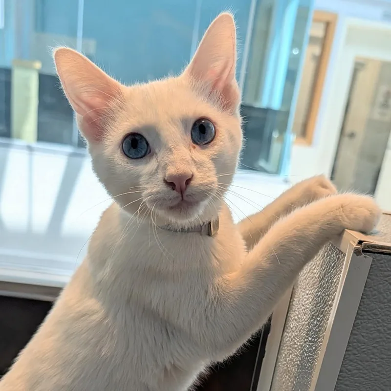 A baby medium-sized male White Domestic Medium Hair cat named Aaron for adoption in Long Beach, CA