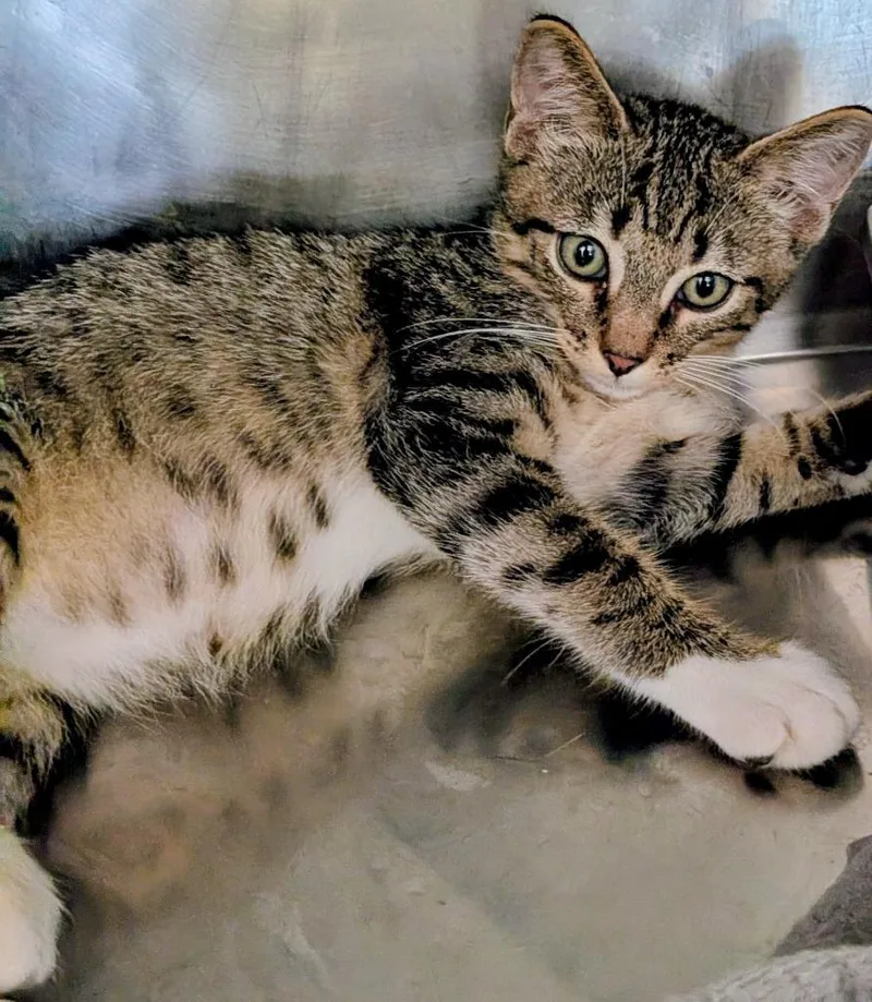 A baby small-sized male Domestic Short Hair cat named Pretzel for adoption in St. Augustine, FL