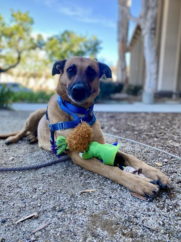 An adult large-sized male German Shepherd Dog dog named Cupid for adoption in San Diego, CA