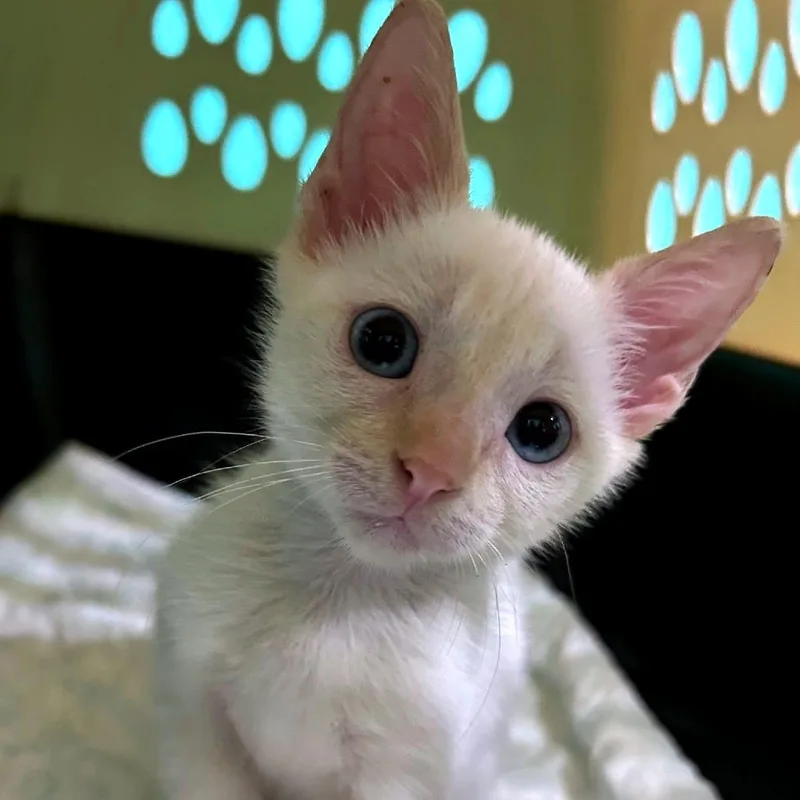 A baby small-sized female White Domestic Short Hair cat named Emma for adoption in Guaynabo, PR