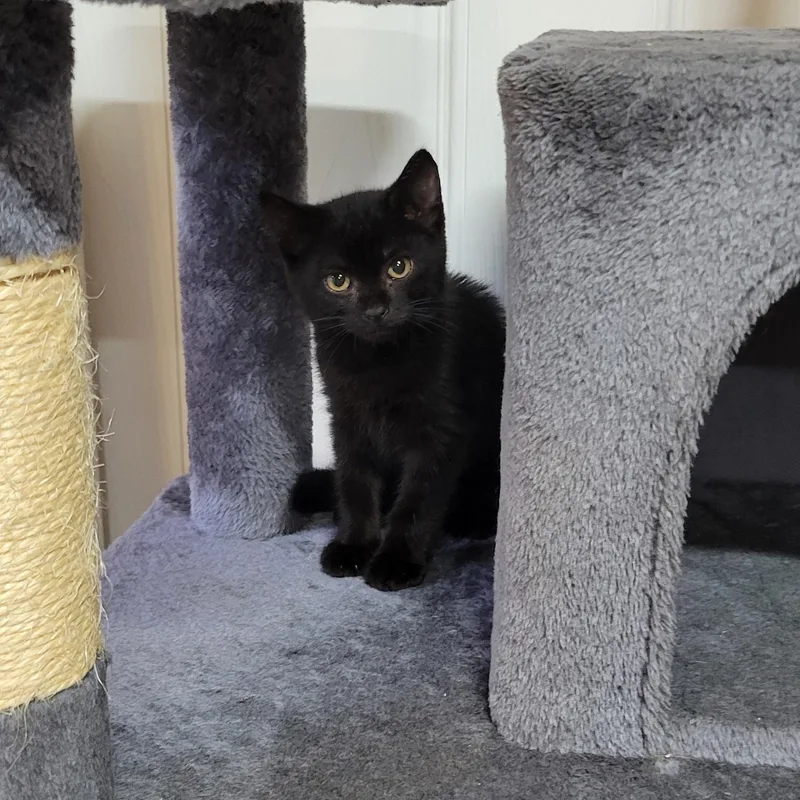 A baby medium-sized male Domestic Short Hair cat named Bert for adoption in Hope Valley, RI