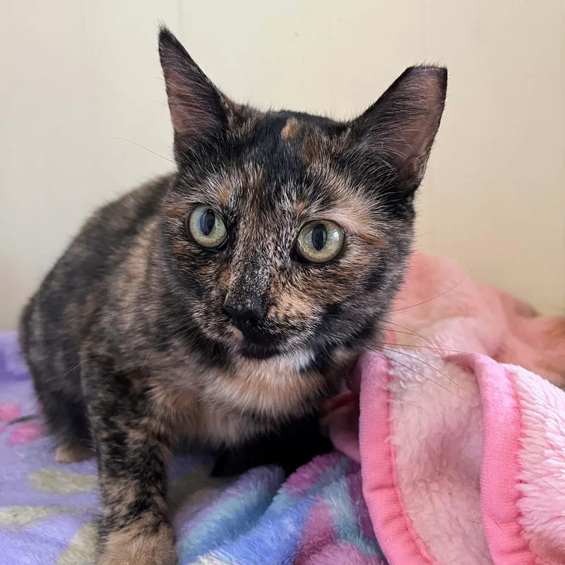 Capri Sun thumbnail 3