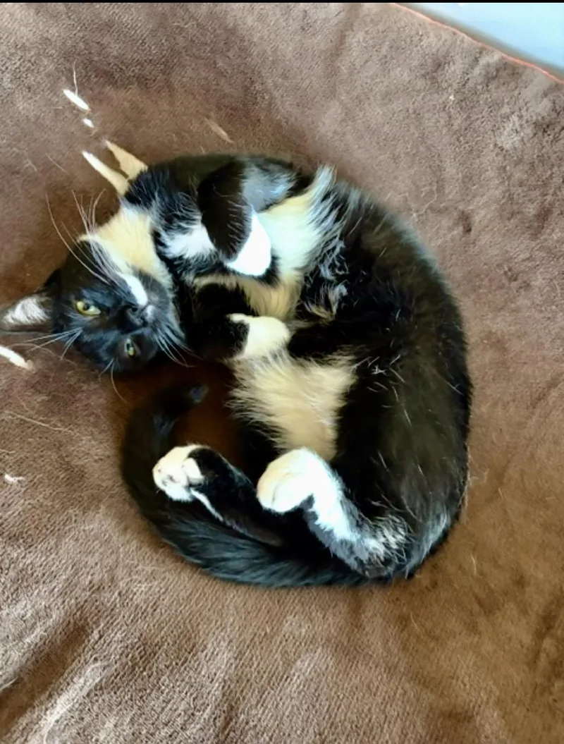 An adult medium-sized male Black & White / Tuxedo Domestic Short Hair cat named Francis for adoption in Huntley, IL