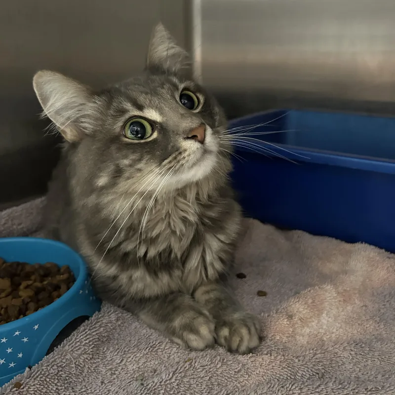 An adult medium-sized female Tabby (Gray / Blue / Silver) Domestic Long Hair cat named Jean Grey for adoption in La Grange Park, IL