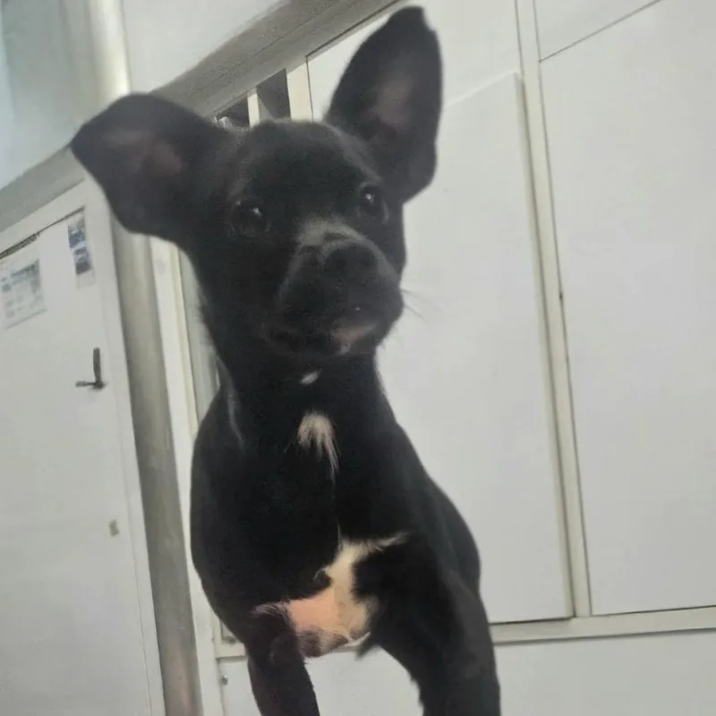 A baby small-sized female Black Shih Tzu dog named Rachel for adoption in CORPUS CHRISTI, TX