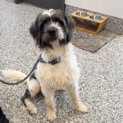 An adult medium-sized male Yellow / Tan / Blond / Fawn German Wirehaired Pointer dog named Snoopy for adoption in Fishers, IN