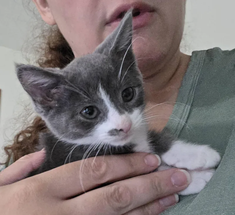 A baby medium-sized male Domestic Short Hair cat named Simba for adoption in Rochester, NY