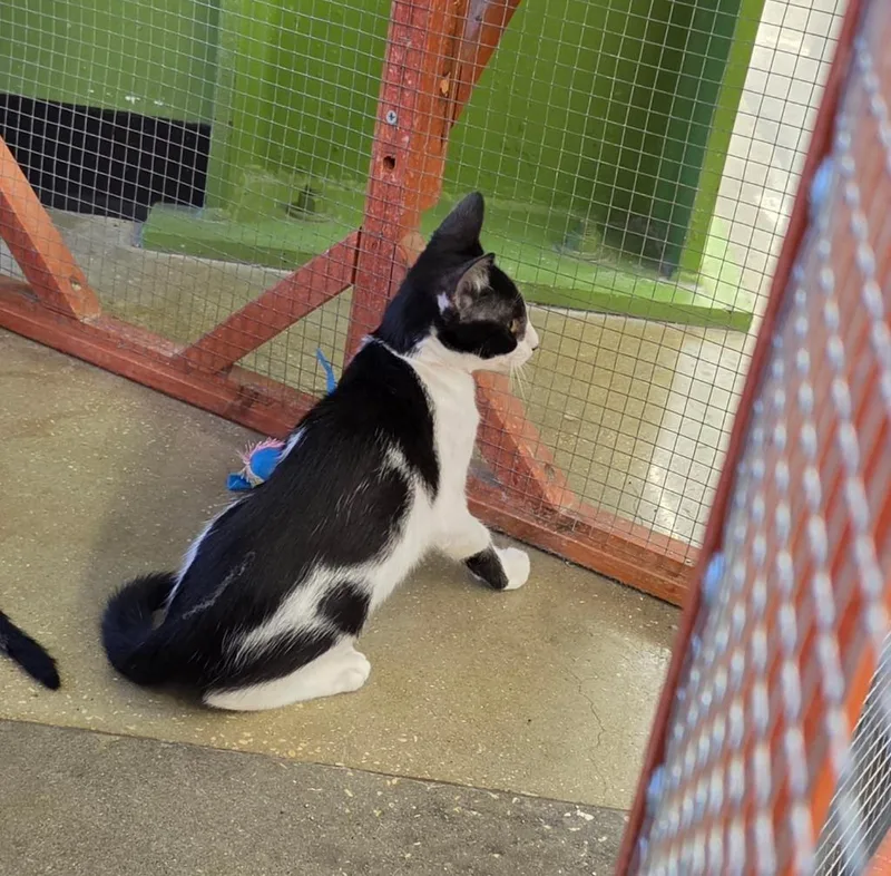 A baby medium-sized male Domestic Short Hair cat named Woody for adoption in Tampa, FL