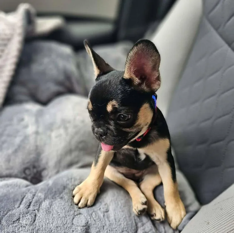A baby medium-sized female French Bulldog dog named Pigeon for adoption in Valrico, FL