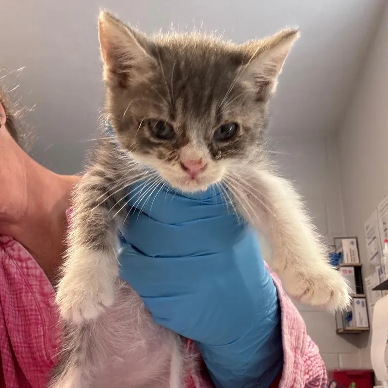 A baby small-sized male Gray / Blue / Silver Domestic Short Hair cat named Oliver for adoption in Talent, OR