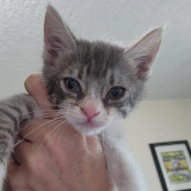 Oliver thumbnail 2