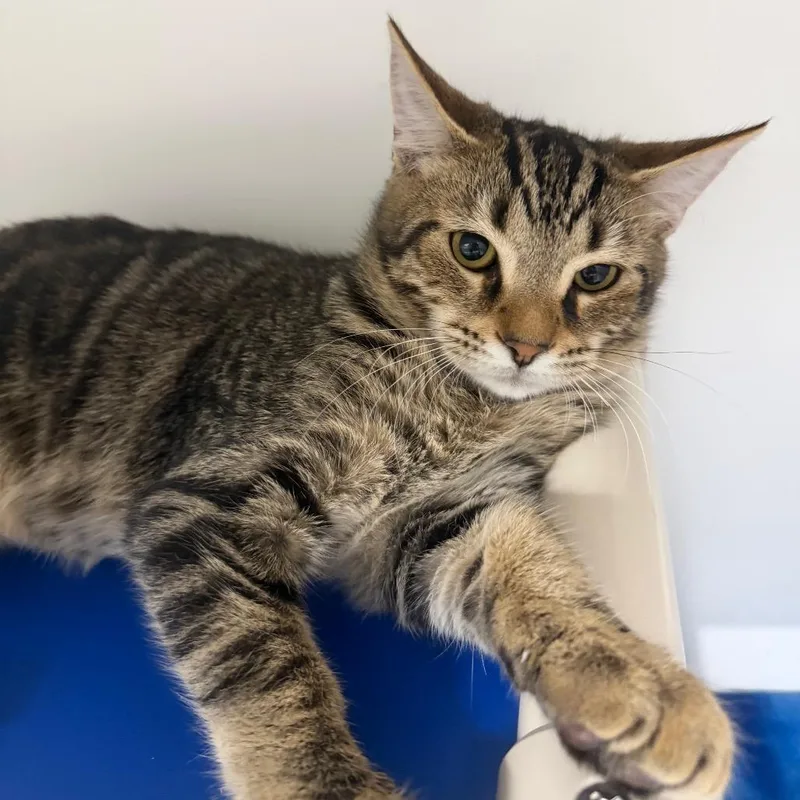 A baby small-sized male Domestic Short Hair cat named Miles for adoption in Tampa, FL