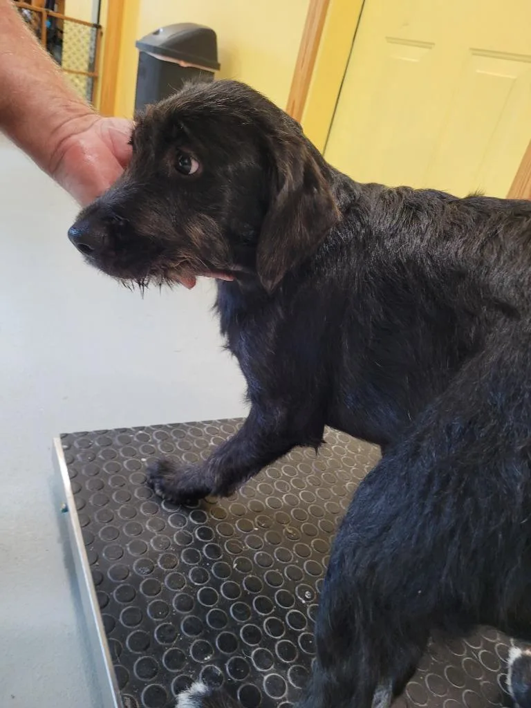 A baby large-sized female Mountain Cur dog named Sweet Sue for adoption in Lawrenceburg, TN