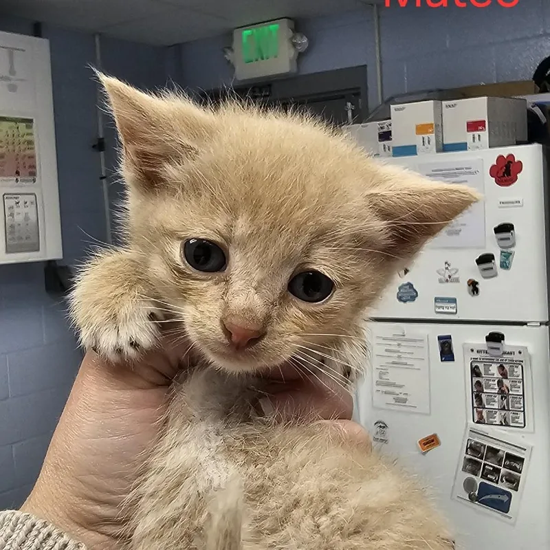 A baby small-sized male Buff / Tan / Fawn Domestic Short Hair cat named Mateo for adoption in Martinsville, VA