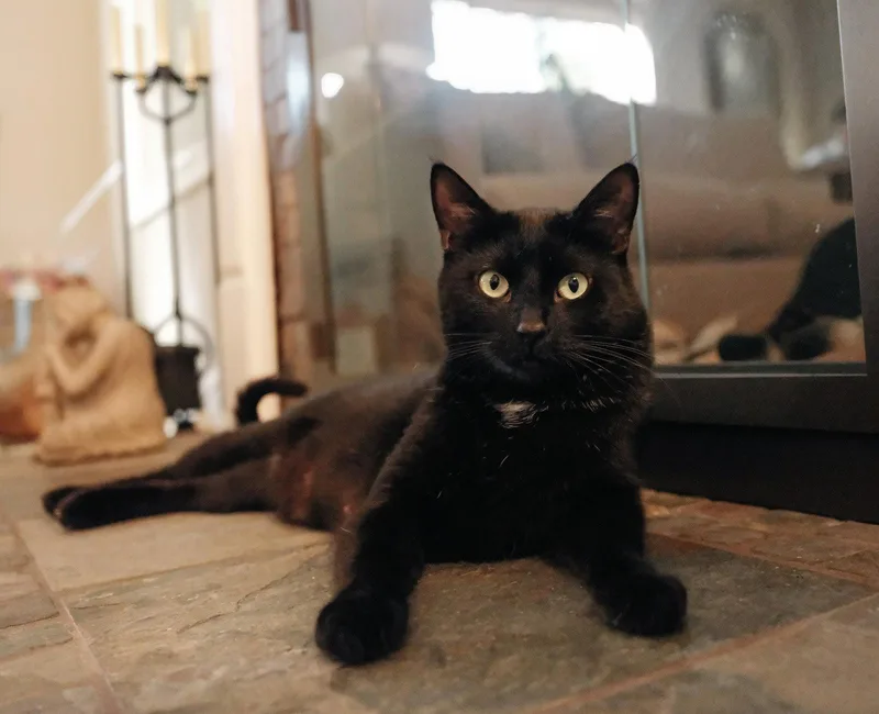 An adult medium-sized female Black Domestic Short Hair cat named Princess Sabrina for adoption in San Jose, CA