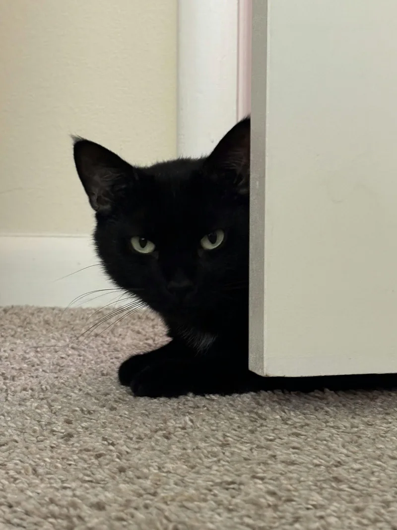 Princess Sabrina thumbnail 3