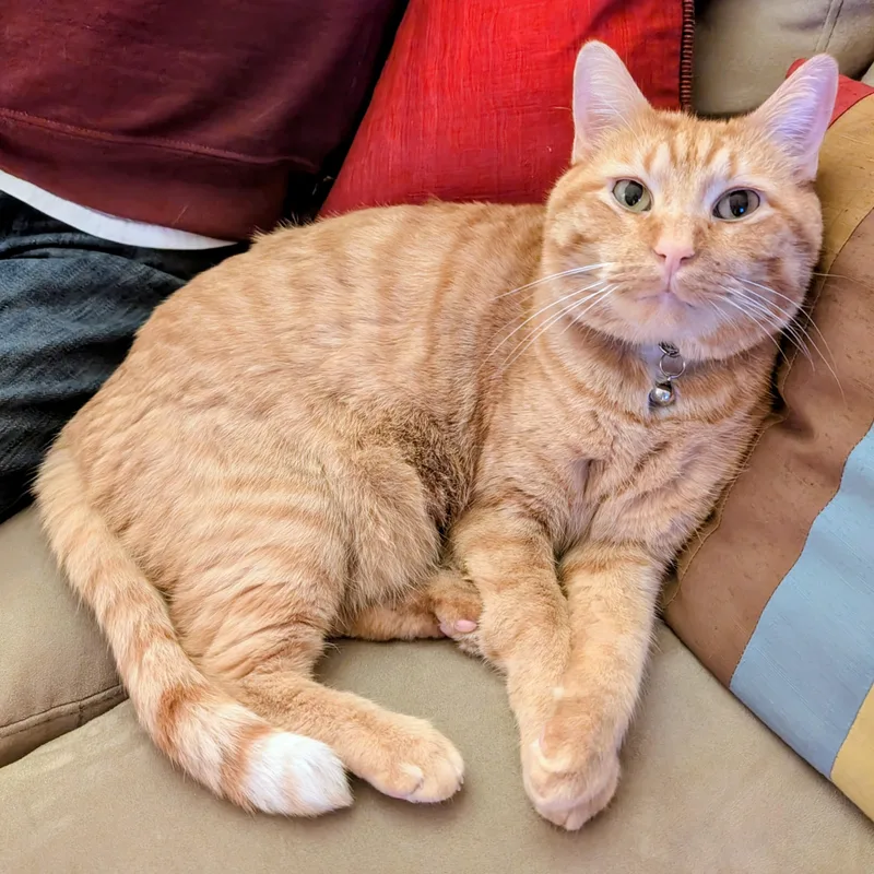 An adult medium-sized male Tabby (Orange / Red) Tabby cat named Kevin for adoption in Medford, MA